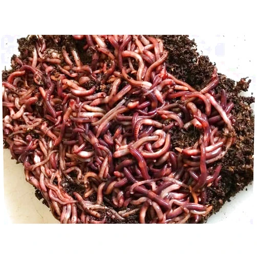 Surmen Legacy 250ct European Nightcrawlers Worms - Fishing Bait, Composting or Pet Feed