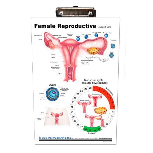 Blue Tree Publishing Female Reproductive Anatomy Clipboard