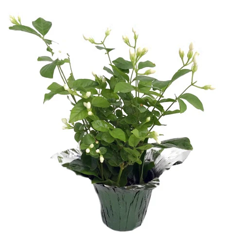 Hirt's Gardens Hirt's Arabian Tea Jasmine Plant - Maid of Orleans - 4