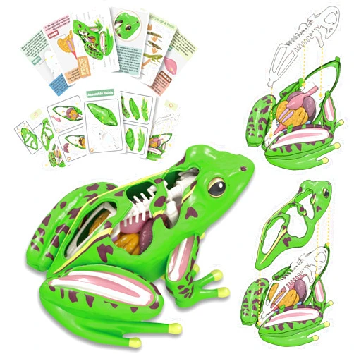 LUCKY GUESS 4D Vision Frog Anatomy Model, 23 Part Puzzle of Frog and 11 Knowledge Flash Cards, Detachable Frog Organs and Body Parts Model, Educational Medical Clinic Teaching Equipment, STEM Toy Gift for Kids