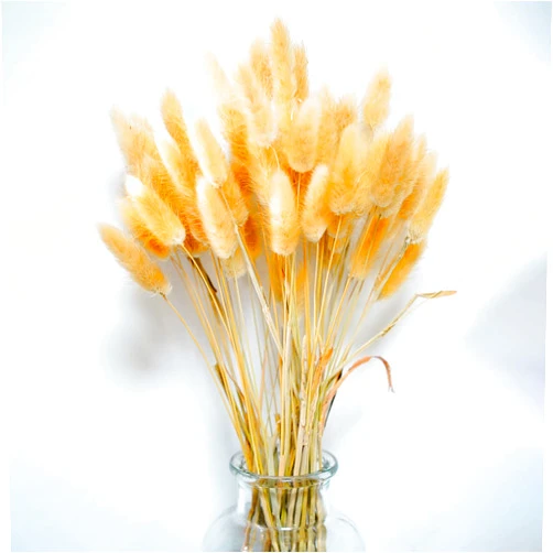 HEAVTUEN Natural Dried Pampas Grass Bunny Tails, 100 Pcs Bunny Tails for Boho Flower Arrangements Home Decor