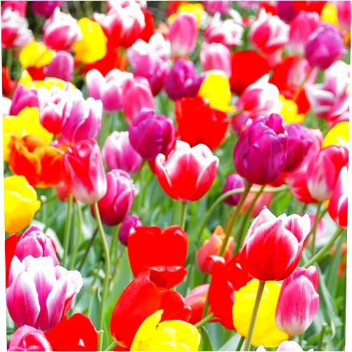 Willard & May 100-Pack Mixed Tulip Flower Bulbs – Bulk Pack of Colorful Tulips for Spring Blooms – Easy Fall Planting - Plant in Gardens, Borders & Flowerbeds - Bulb Size 11/12cm - Willard & May