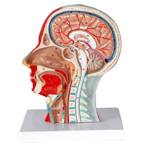JUJNE Scientific Human Anatomy - Head and Neck Anatomy Model - Sagittal Superficial Muscle and Nerve Model - Teaching Model of Human Anatomy