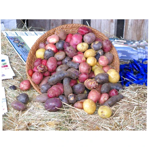 Northshire Seed Farms Simply Seed Potato Mix, 5 lbs. Certified Seed Non GMO Red Pontiac, Golden Yukons and Purple Majesty