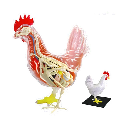 SORECI 4D Chicken Anatomy Teaching Model, Skeleton Model Anatomy Model Assembly Model Anatomical Chicken Model Detachable 32 Parts Scientific Anatomical Animal Model