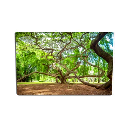 VIUBGCPS Canvas Print Pictures Wall Art Painting Beautiful image of old banyan tree with long branches and thick roots Framed & Stretched Posters Ready to Hang Home Decor Artworks - 20x32inch