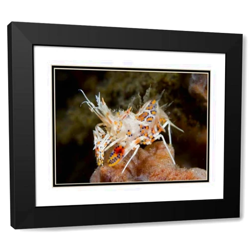 ArtDirect Indonesia, Sulawesi Island Tiny tiger shrimp 18x13 Black Modern Wood Framed with Double Matting Museum Art Print by Shimlock, Jones