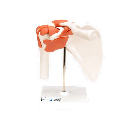 3B Scientific A80 Functional Shoulder Joint - 3B Smart Anatomy