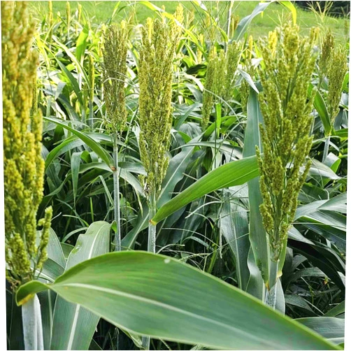 TnT Seed Company Wild Game Forage Grain Sorghum Food Plot Seed, 1/4 Acre, WGF Grain Sorghum (Milo), Great Food Source for Upland Birds, Turkeys, Pheasants, Quail, Prairie Chickens, and Deer, 5 lbs