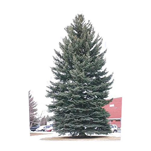 Japanese Maples and Evergreens Blue Atlas Cedar - Cedrus atlantica 'Glauca' 2 - Year Tree