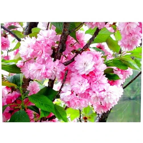 Japanese Maples and Evergreens KWANZAN Cherry Tree - Double Flowers 3 - Year Live Tree