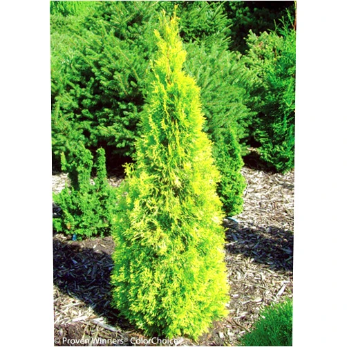 Hirt's Gardens Polar Gold® Arborvitae - Thuja - Evergreen - Proven Winners - 4