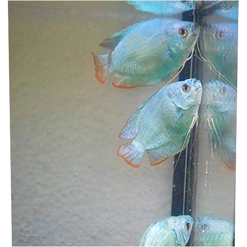 Quinn's Fins Powder Blue Dwarf Gourami
