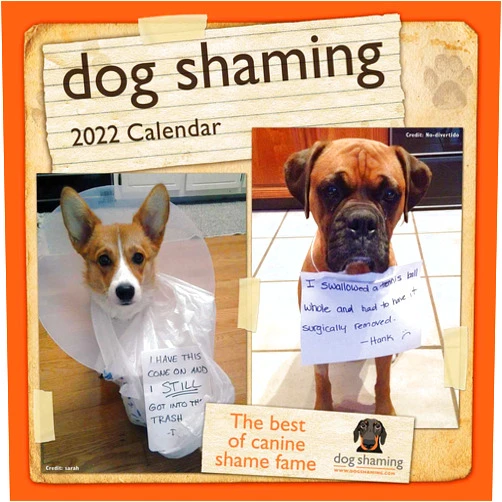 Pascale Lemire,dogshaming.com Dog Shaming 2022 Mini Wall Calendar