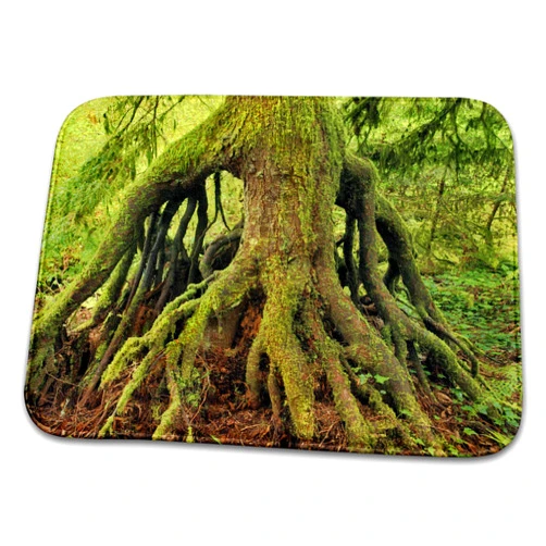 3dRose Bathroom Bath Rug Mat - USA, Oregon, Tryon Creek State Park. Cedar Growing from Nursery Stump. Jaynes Gallery - Trees