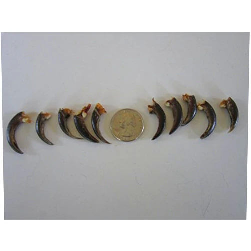 Biker Bettys 10 Porcupine Claws Taxidermy Beads Crafts Jewelry