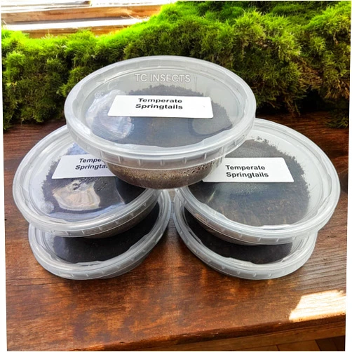 TC INSECTS . 8oz Coco Temperate Springtails | Bulk | Live Arrival Nationwide! (5 Cultures)