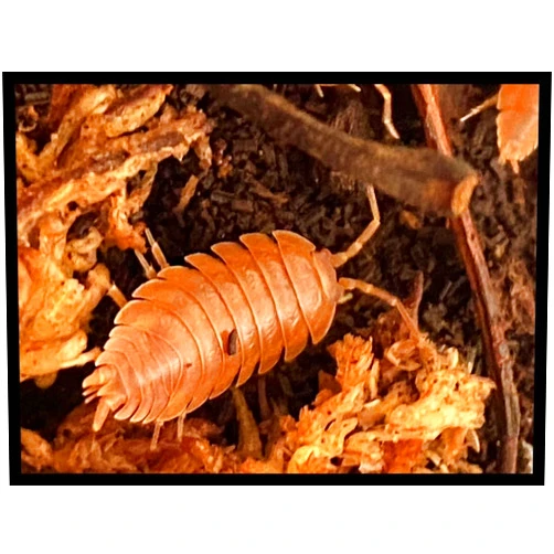 Critters Direct Orange Isopods (Qty-25+), for Amphibian/Reptile/Invertebrate Bioactive Habitats, by Critters Direct
