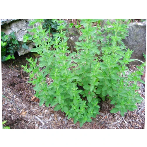 Origanum species Italian Oregano - Wild Marjoram -1000 SEEDS - Organic- PIZZA HERB~Perennial !