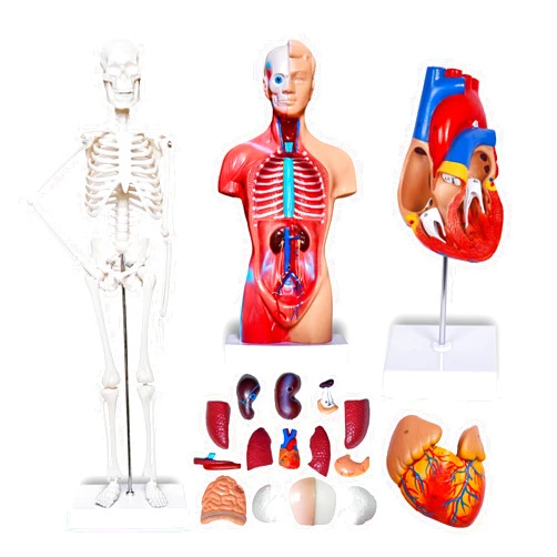 Breesky Human Heart Torso and Skeleton Model 3D Model Study Tools for Anatomy and Physiology Students Sets of Three Human Anatomy Models Sciences Learning Kit for Kids
