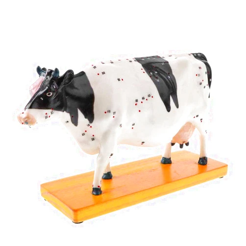 JUJNE Cattle Acupuncture Model - Cow Meridian Diagram Model - Animal Anatomy Traditional Medicine Livestock Organ Teaching for Veterinarians Or Students, Default