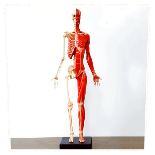 HZHXIFUF Female Human Anatomy Figure Skeleton and Muscle Model Lab Supplies Anatomical Reference for Art Teaching Tool