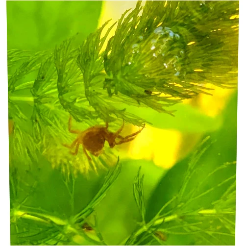 Quinn's Fins Thai Micro Crab- Freshwater Fish & Invertebrates, Aquatic Pets, Live Animals