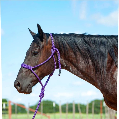Cashel Flat Braid Halter and Leadrope