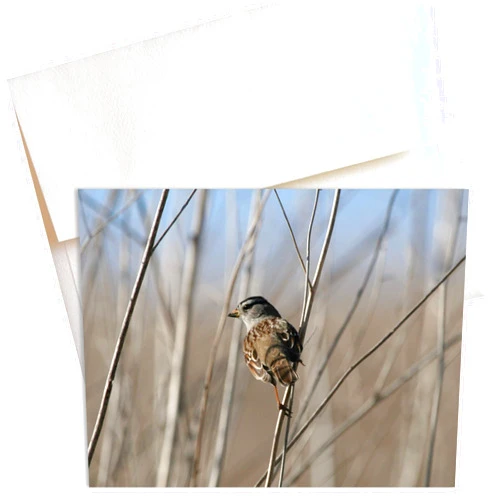 Mozaic Studio Sentinel Sparrow Note Cards (Box of 8)