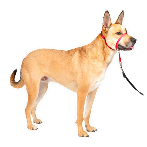 PetSafe Gentle Leader Headcollar No-Pull Dog Collar - Helps Improve Walks - Durable Nylon Construction - Padded Nose Loop - Adjustable Fit - Comfort Walking Halter - Medium, Red