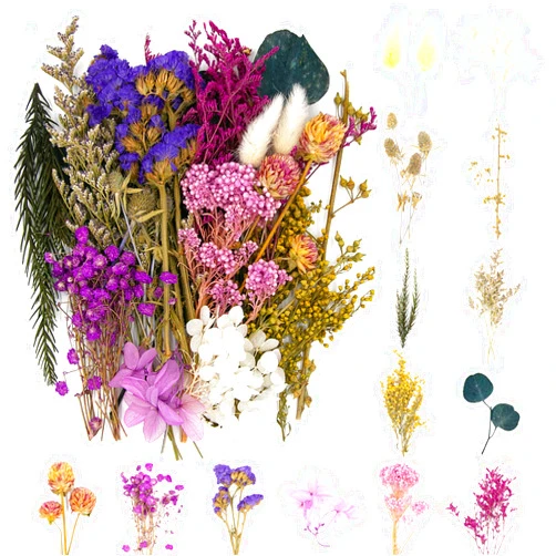 Vignee Real Dried Pressed Leaf Flowers-Multiple Colorful Pressed Flowers Daisies for Craft Resin Jewelry Making Art Craft DIY（Violet）