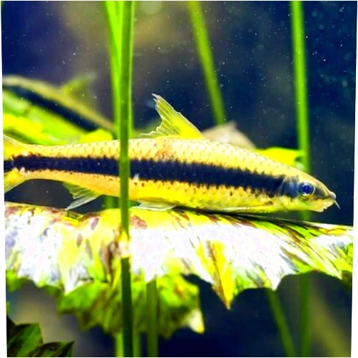 Neat&Tidy Siamese Algae Eater (Pack of 6 Fish) - Aquarium Exotic Freshwater Live Fish