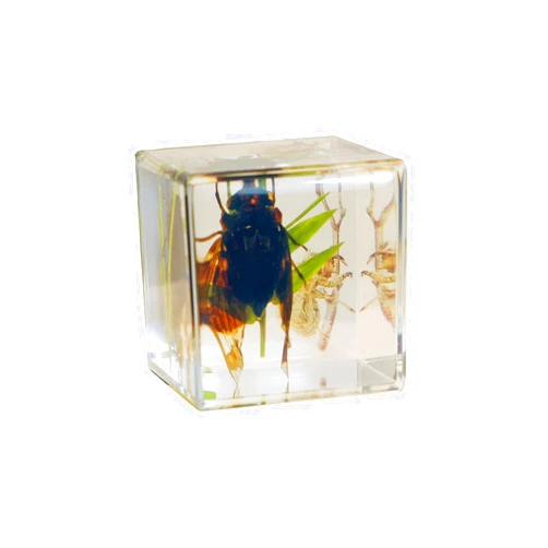 REALBUG Real cicada Cube Desk Decoration