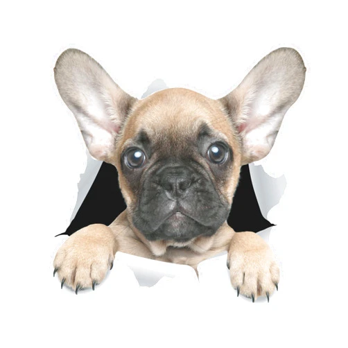 Winston & Bear 3D Dog Stickers - 2 Pack - Cute French Bulldog Sticker for Wall, Fridge, Toilet and More - Retail Packaged
