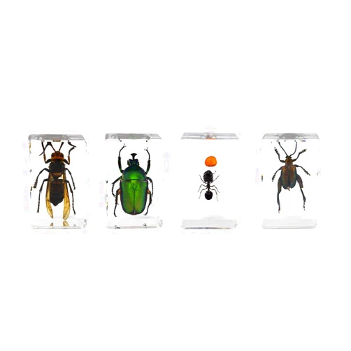 Celestron - 3D Bug Specimen Kit #5 - Observe Insects - Ideal Accessory for Any Celestron Digital Microscope (44425)