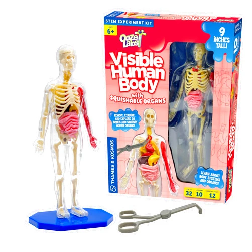 Thames & Kosmos Ooze Labs: Visible Human Body with Squishable Organs