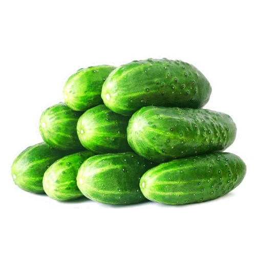 RDR Seeds 50 Straight Eight Cucumber Seeds - Heirloom Non-GMO USA Grown Vegetable Seeds for Planting - Pickling and Slicing Cucumber