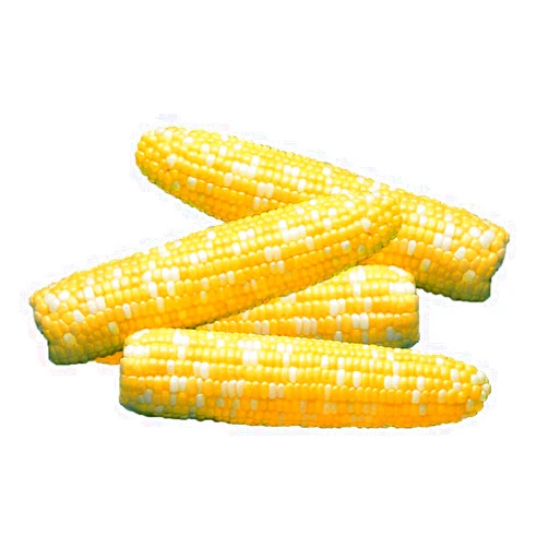 Park Seed Variety of Corn Seeds, Non-GMO Vegetable Seeds for Planting, Easy to Grow, Perfect for Harvesting, Serendipity Triplesweet Hybrid, Pack of 200
