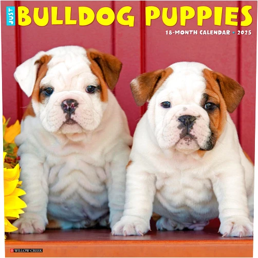 Willow Creek Press Bulldog Puppies Monthly 2025 Wall Calendar (12