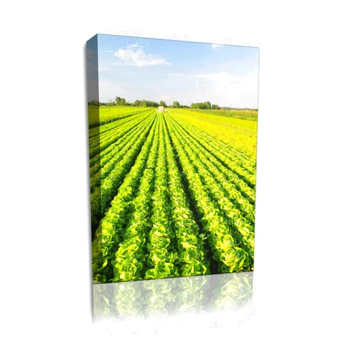 FPMVRTAYU 58x86cm Canvas Wall Art Painting Lettuce farm Home Decoration Print On Framed Canvas Ready to Hang Picture Poster Artwork for Wall Decor