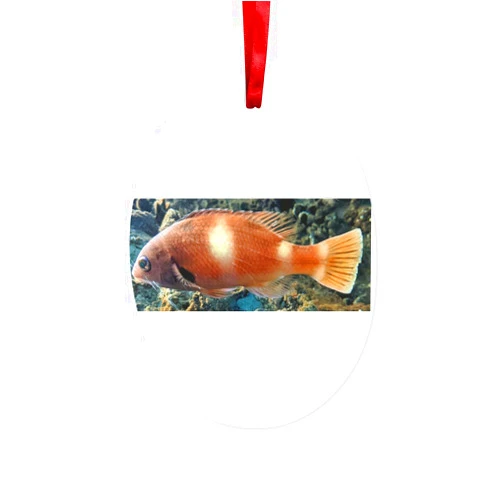 Generic OrangeFish Ceramic Hanging Ornament Oval