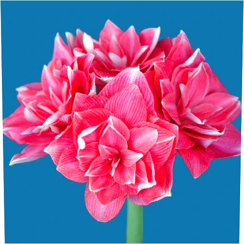 CAWSDC Garden (Amaryllis for Planting) Simple to Grow Surprise to Grow Professional Ornaments