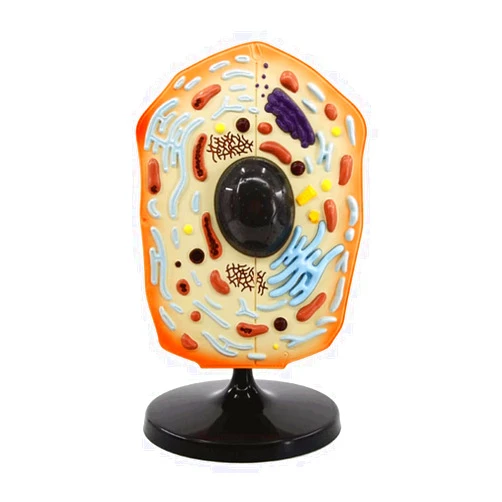 JUJNE Realistic Teaching of Human Anatomy Models Animal Cell Models Plant Cell Models 3D Biological Models Plant Anatomy Models Teaching