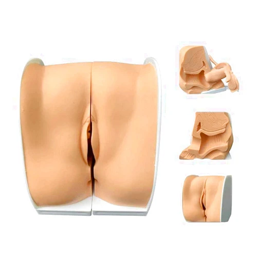 GHDE&MD Medical Anatomical Female Contraceptive Guidance Model Gynecological Genital Cervical Uterus Vagina Ovary Gynecological Examination and Reproductive Display Teaching