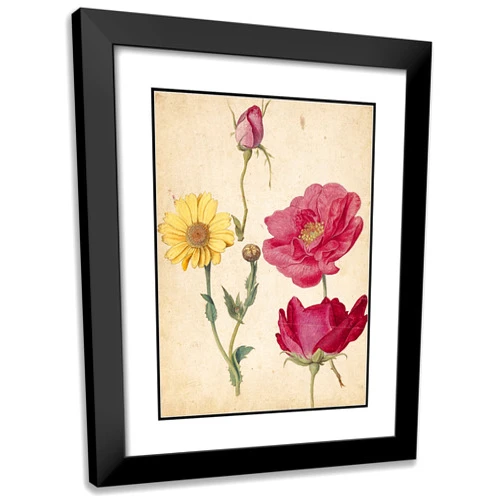 ArtDirect Jacques Le Moyne de Morgues 14x18 Black Modern Frame and Double Matted Museum Art Print Titled - A Sheet of Studies with French Roses and an Oxeye Daisy (ca 1570)