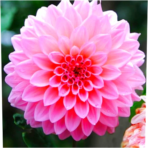 SATLOTY Garden Plants Flower Seeds 100+ Pink Dahlia Seeds