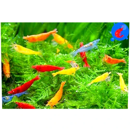 Generic Shrimp Up Aquatics™ 10+ Mixed Color Neocaridina Shrimp Live Freshwater Shrimp Aquarium Inverts Live Arrival Gaurantee!, Mixed, Skittles