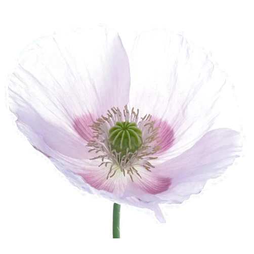 Earthcare Seeds Giant Poppy 500 Seeds (Papaver Somniferum Giganteum) Heirloom - Open Pollinated