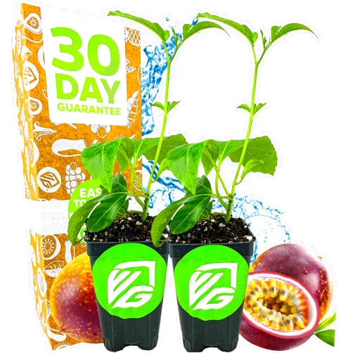 Wellspring Gardens Bounty Passion Fruit Plant Vine – Passiflora by Wellspring Gardens – Sweet, Juicy Fruit – Fast-Growing & Vigorous – Great for Trellises, Fences & Containers (2-Pack)