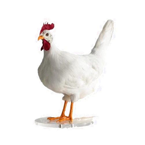 Crayfomo 3D Chicken Light,Chicken Funny Lamp,Lifelike Led Egg Light,Chicken Butt lamp,Resin Chicken Egg Night Light with USB (Chicken Egg Light)
